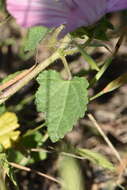 Image of annual mallow