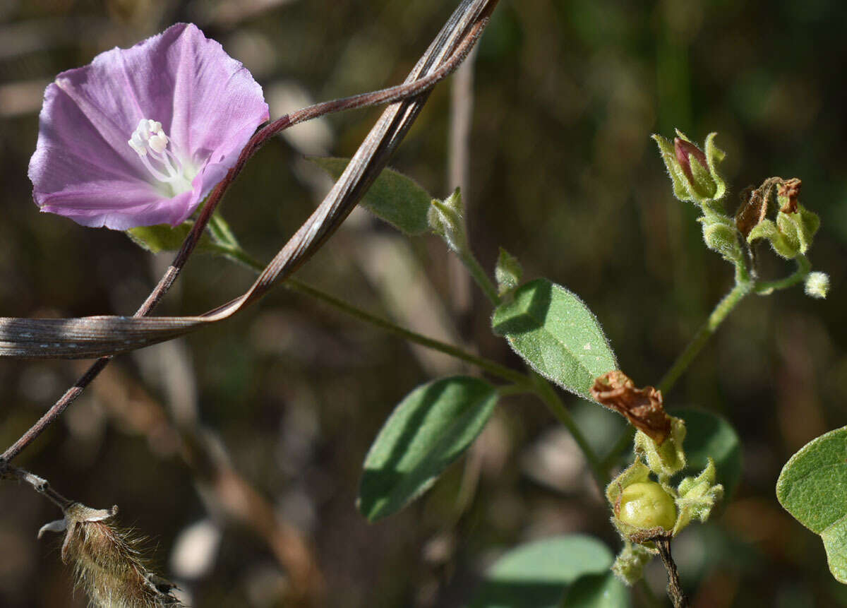 Sivun Jacquemontia paniculata (Burm. fil.) Hall. fil. kuva