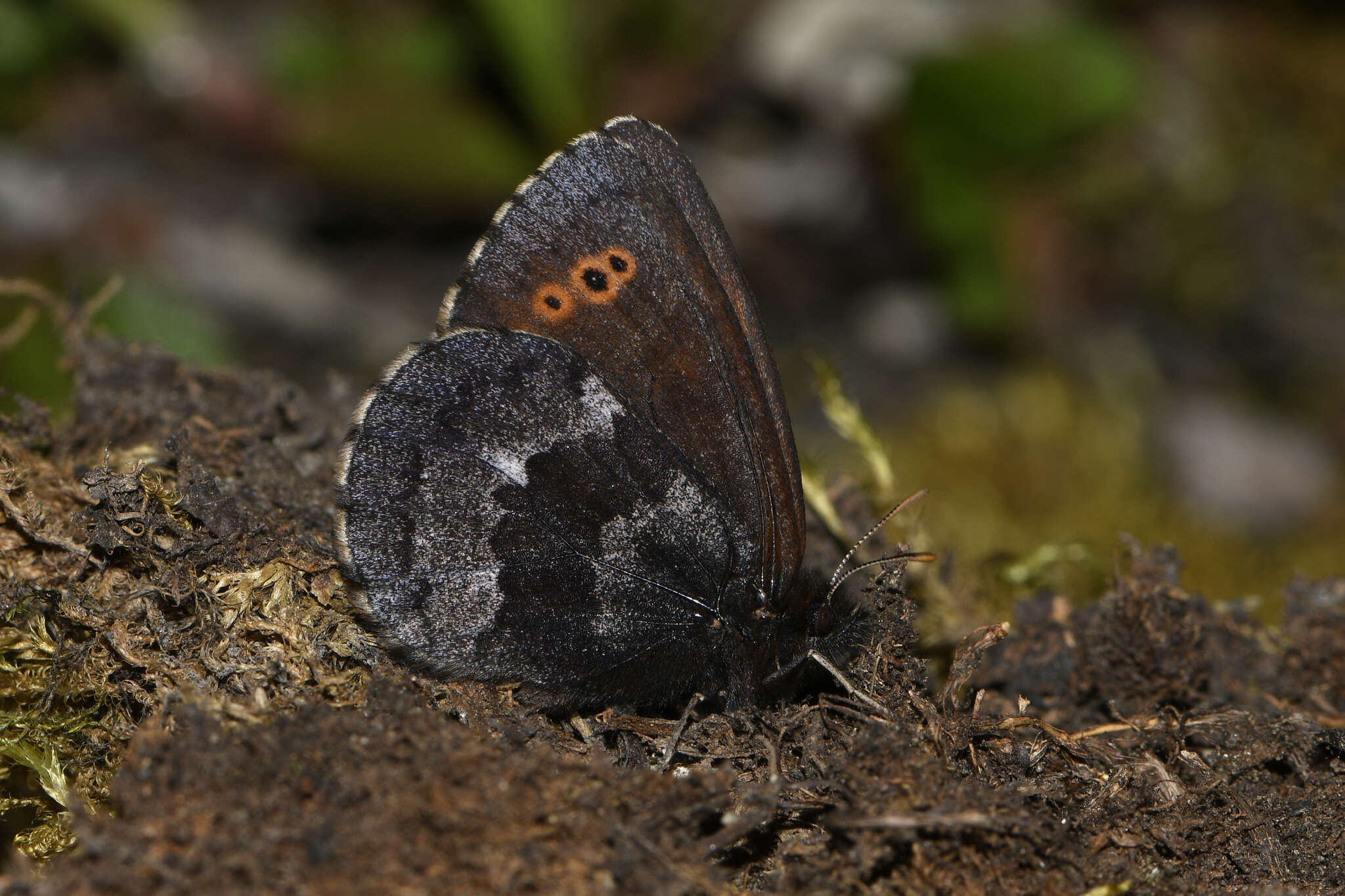 Image of Erebia disa steckeri W. Holland 1930