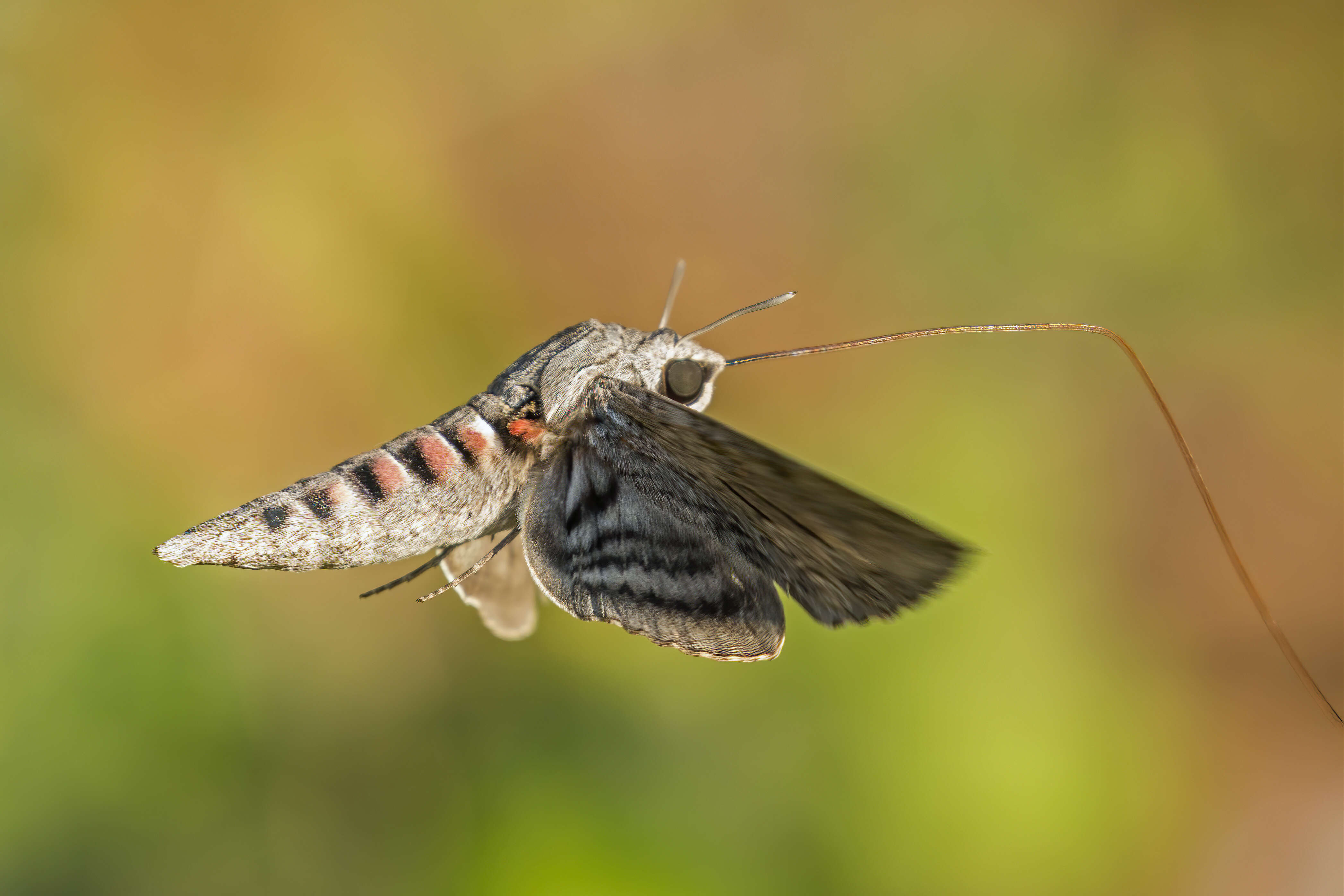 Image of convolvulus hawk moth