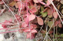 Image of Crassula pubescens subsp. pubescens
