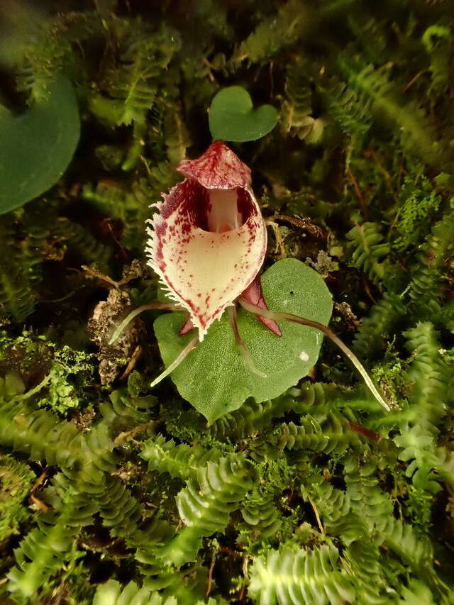 Image of Corybas taiwanensis T. P. Lin & S. Y. Leu