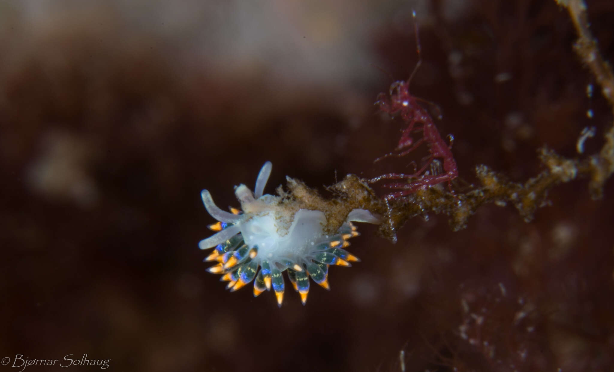 Trinchesia caerulea (Montagu 1804) resmi