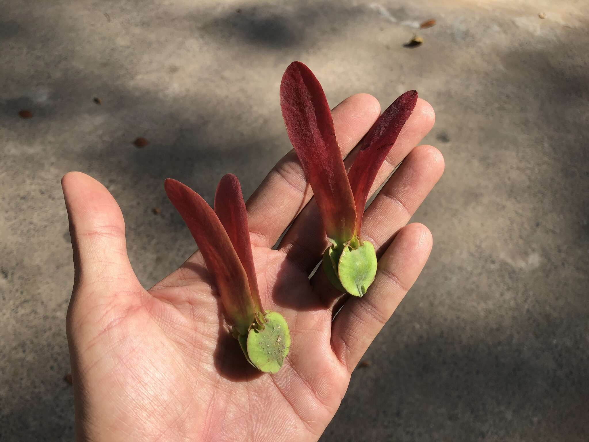 Image of Dipterocarpus alatus Roxb.