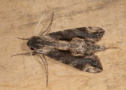 Image of Oleander sphinx moth