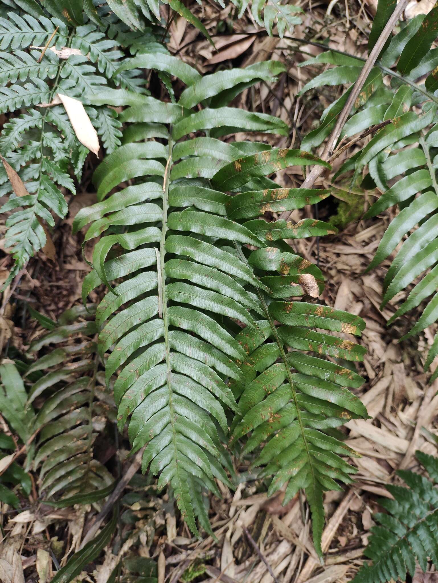 Image of Plagiogyria japonica Nakai