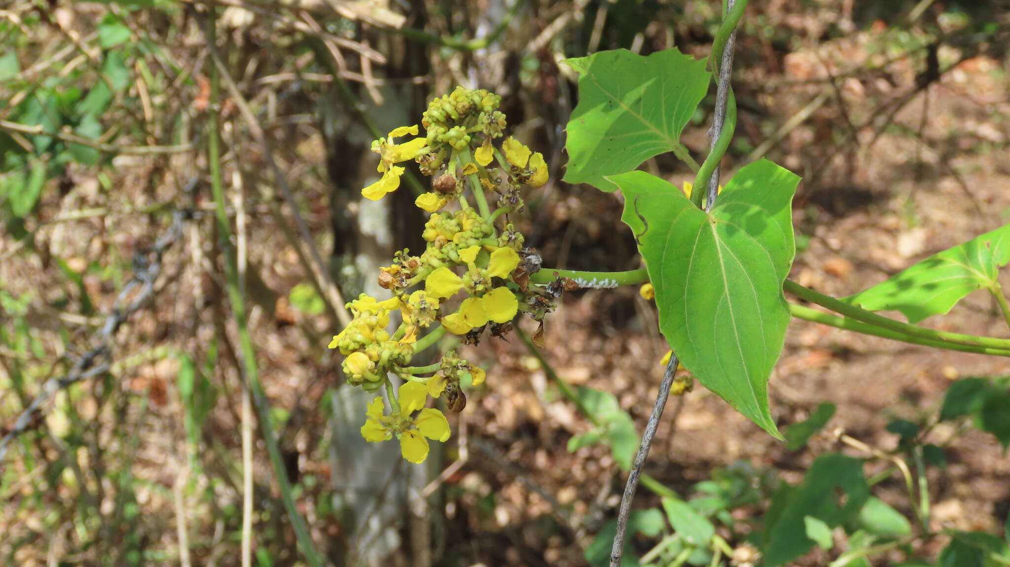 Image of Stigmaphyllon lindenianum A. Juss.