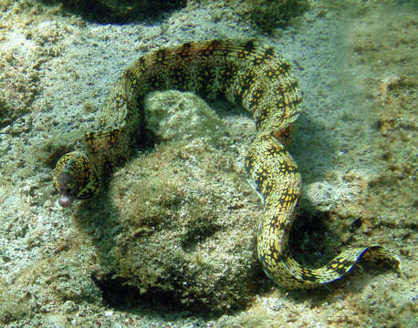 Image of Snowflake moray