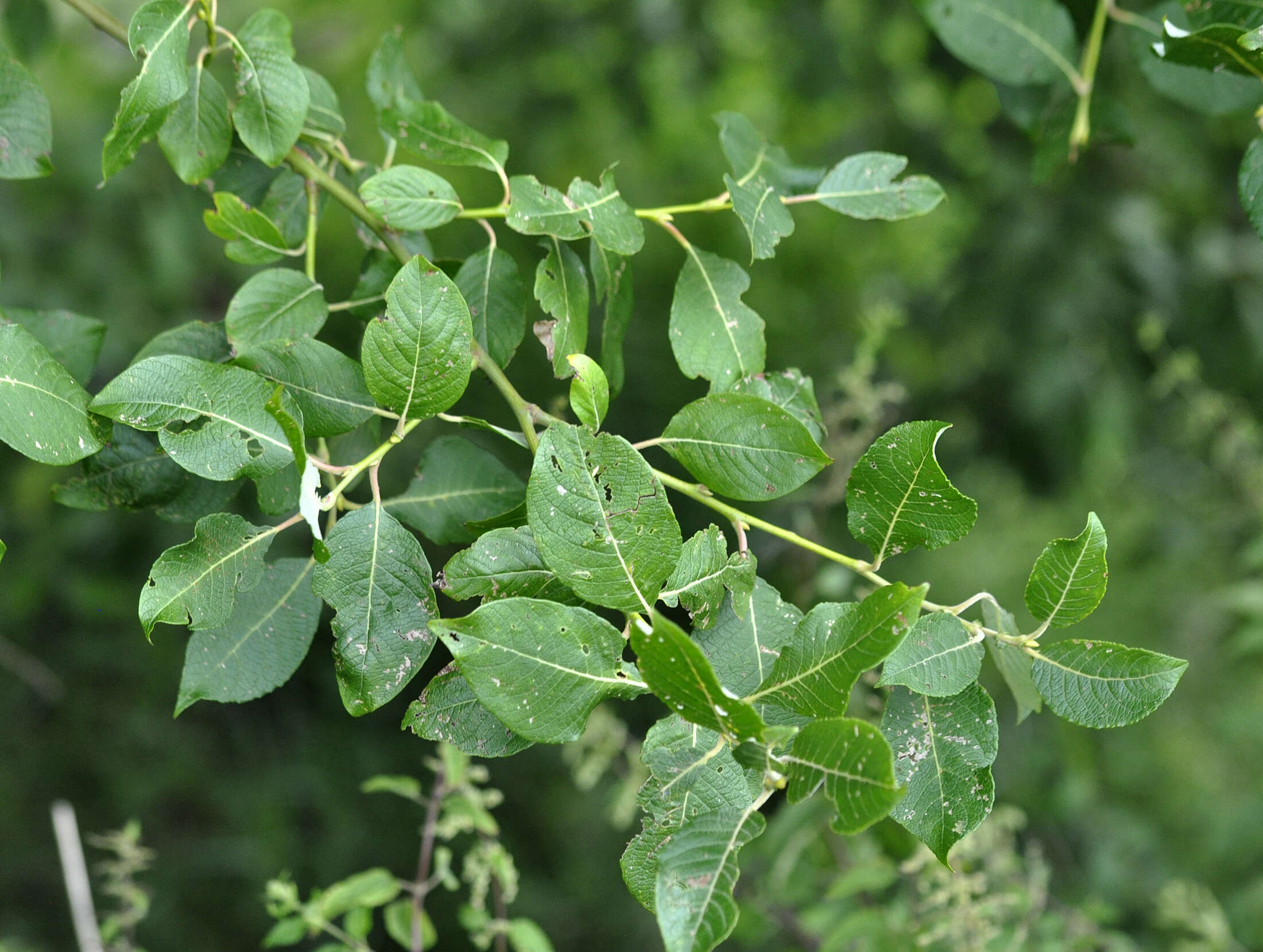 Image of goat willow