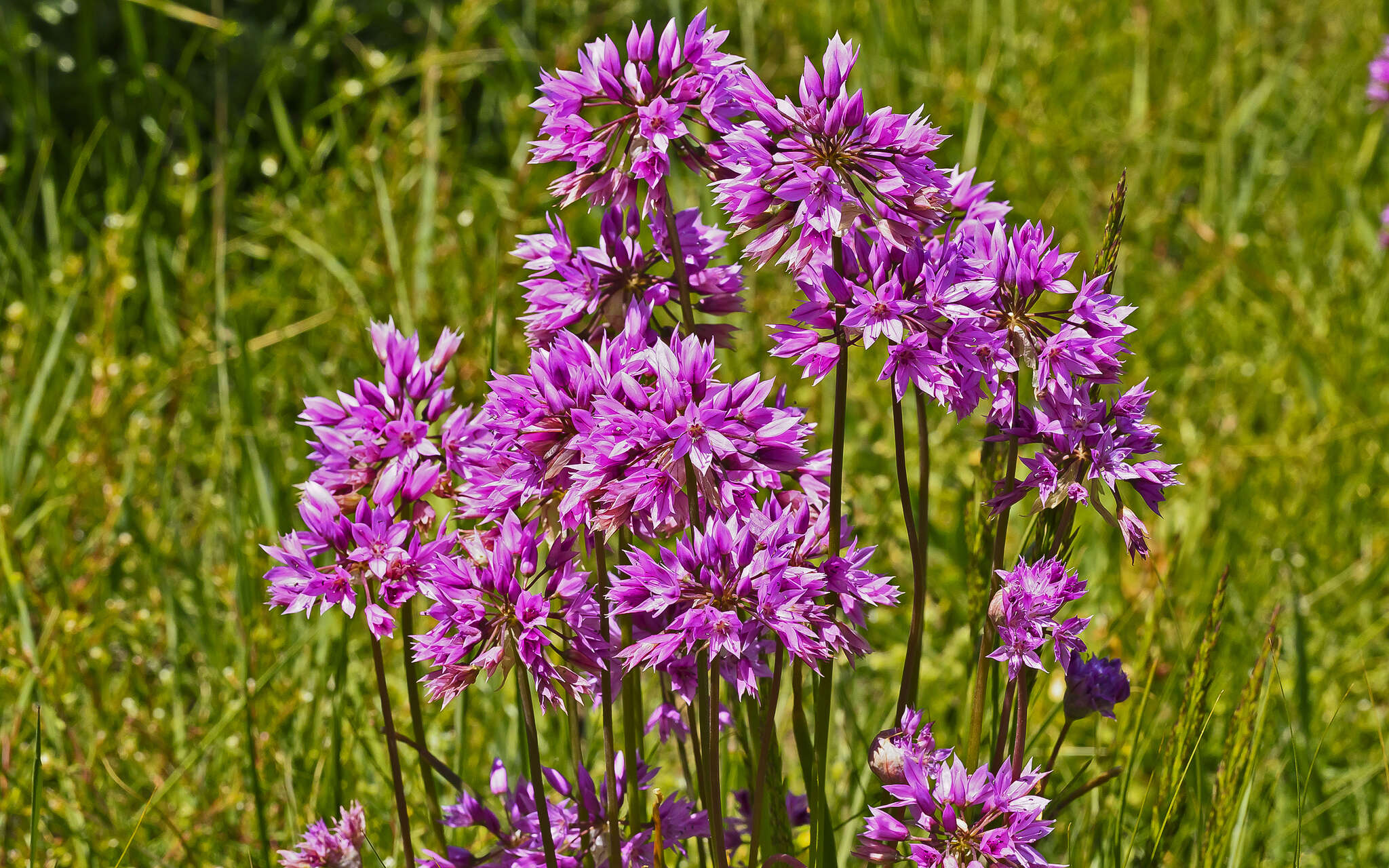 Image of twincrest onion