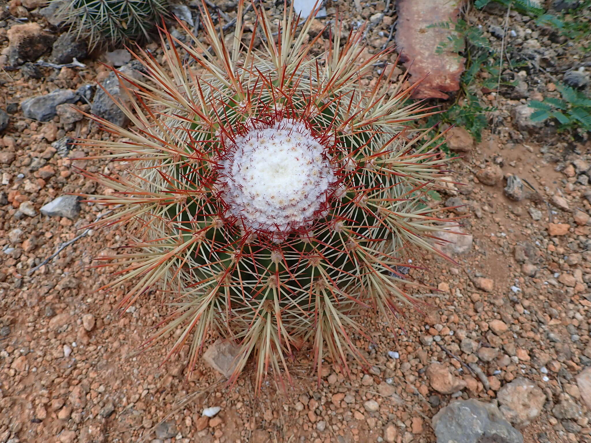 Image of Melocactus macracanthos (Salm-Dyck) Link & Otto