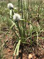 Image of Cyperus alatus subsp. albus (Nees) Lye