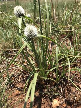 Sivun Cyperus alatus (Nees) F. Muell. kuva