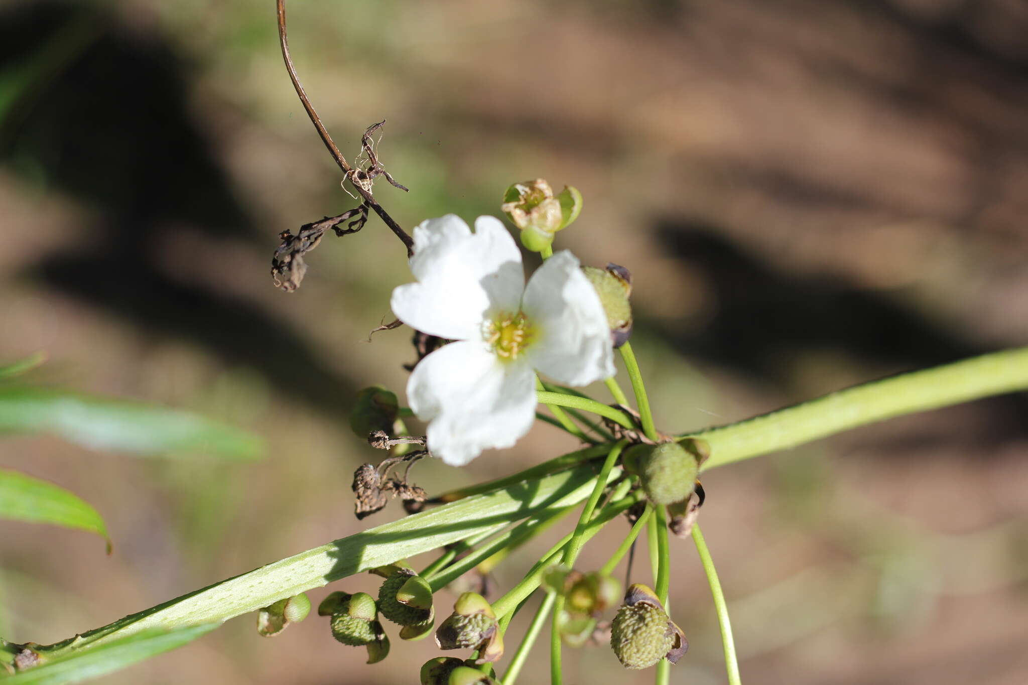 Слика од Echinodorus grandiflorus (Cham. & Schltdl.) Micheli