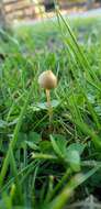 صورة Protostropharia luteonitens (Fr.) Redhead 2014