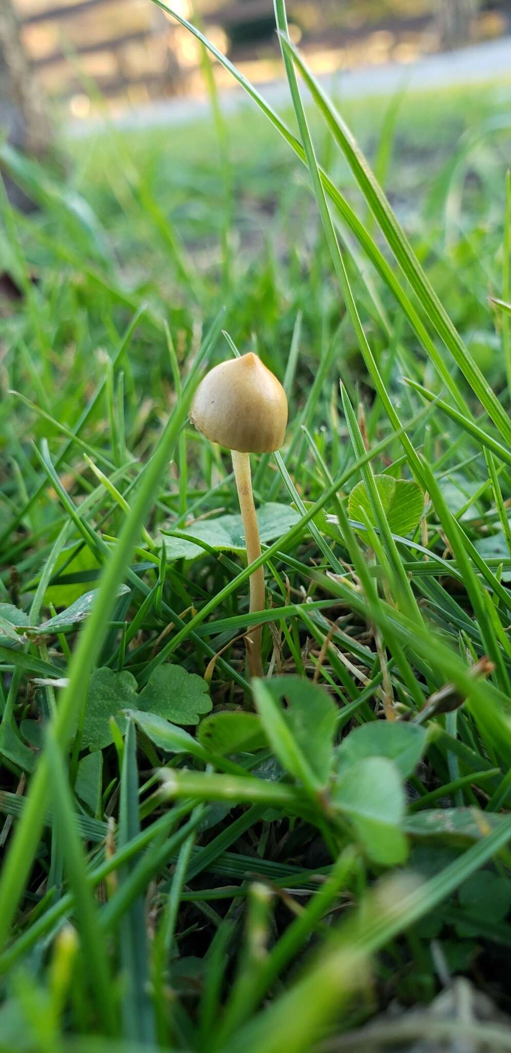 Image de Protostropharia luteonitens (Fr.) Redhead 2014