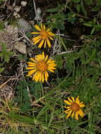 Image of Grindelia inuloides Willd.