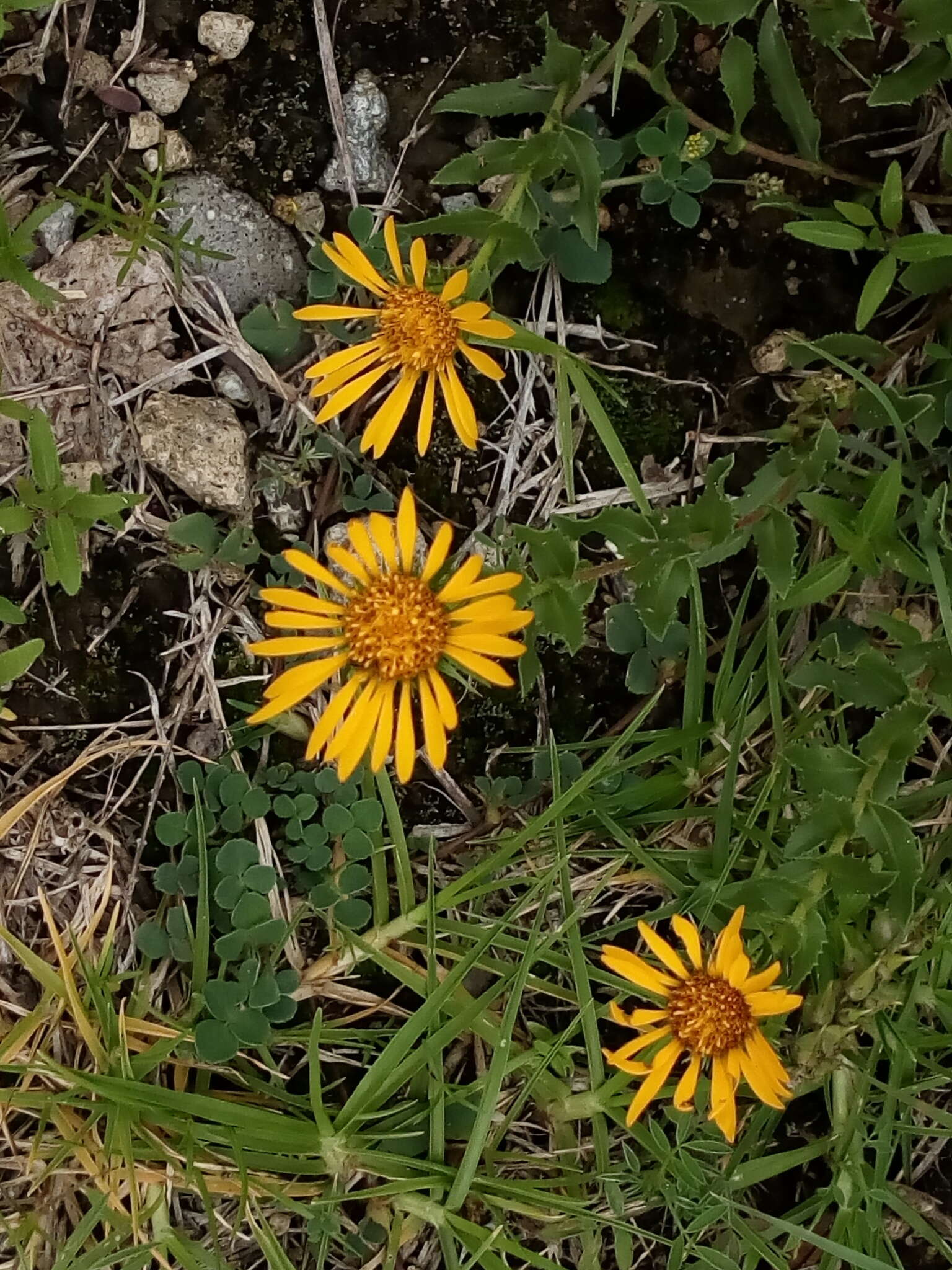 Image of Grindelia inuloides Willd.