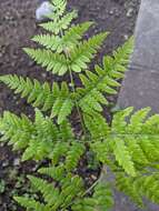 Image of Pteridium latiusculum subsp. japonicum (Nakai) Fraser-Jenkins