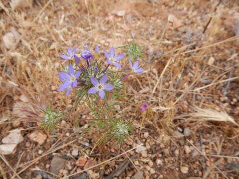 Imagem de Eriastrum pluriflorum (A. A. Heller) Mason