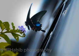 Image of Papilio paris Linnaeus 1758