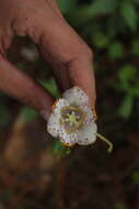 Tigridia meleagris (Lindl.) G. Nicholson的圖片