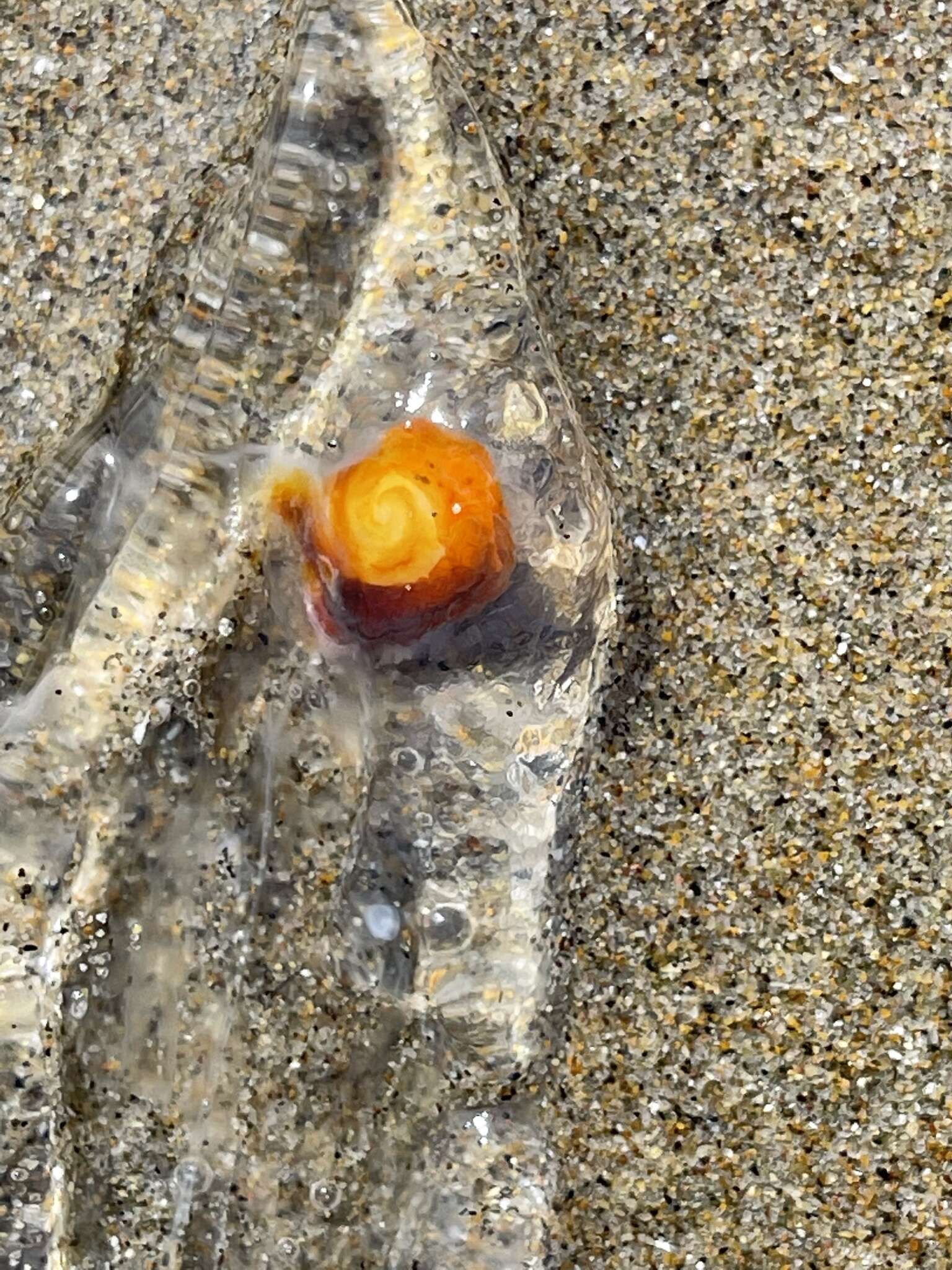 Image of common salp