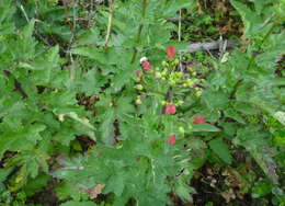 Image of California bee plant