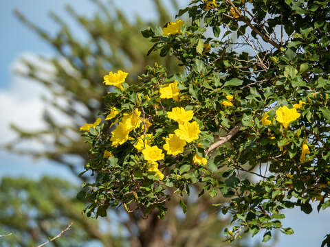 Image de Cordia mairei Humbert