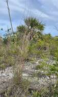 Image of Andropogon miamiensis