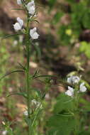 Image of Misopates calycinum (Vent.) Rothm.