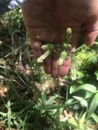 Image of Oklahoma beardtongue