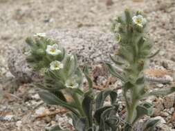 Image of roundspike cryptantha