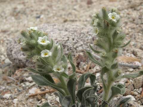 Слика од Oreocarya humilis (A. Gray) Greene