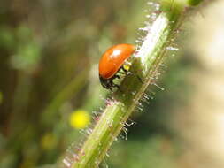 Imagem de Coccinella californica Mannerheim 1843