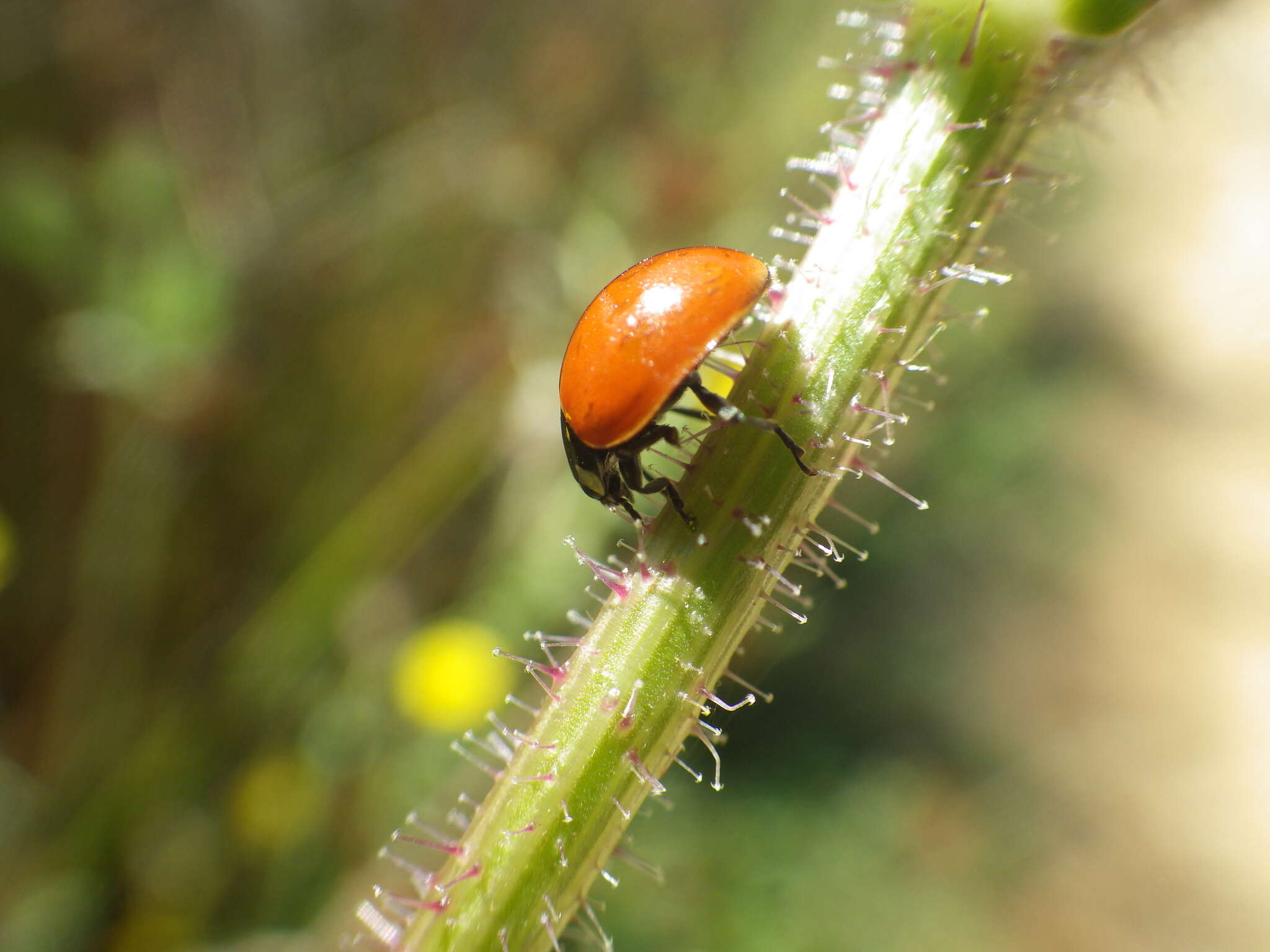 Imagem de Coccinella californica Mannerheim 1843