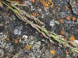 Image of Tufted Hair-grass