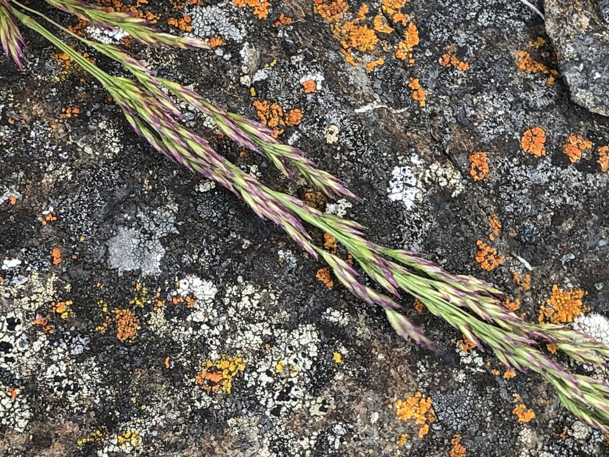 Image of Tufted Hair-grass