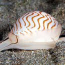 Image of wavy moonsnail