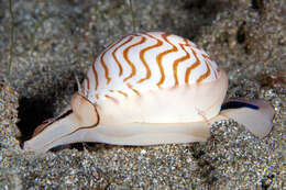 Image of wavy moonsnail