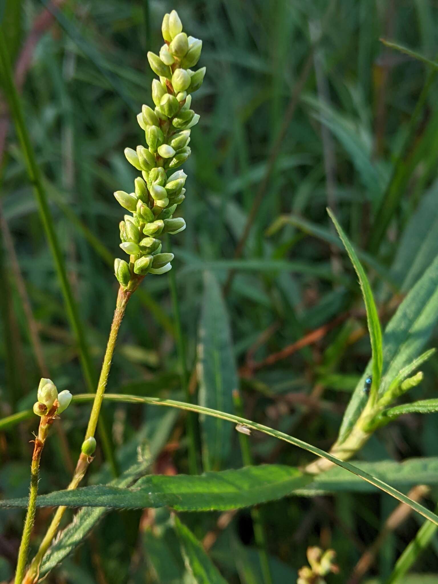 Image of Persicaria subsessilis (R. Br.) K. L. Wilson