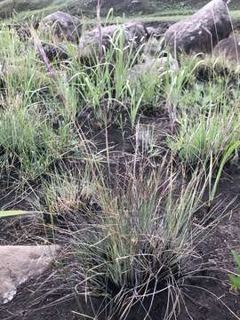 Image of Diheteropogon filifolius (Nees) Clayton