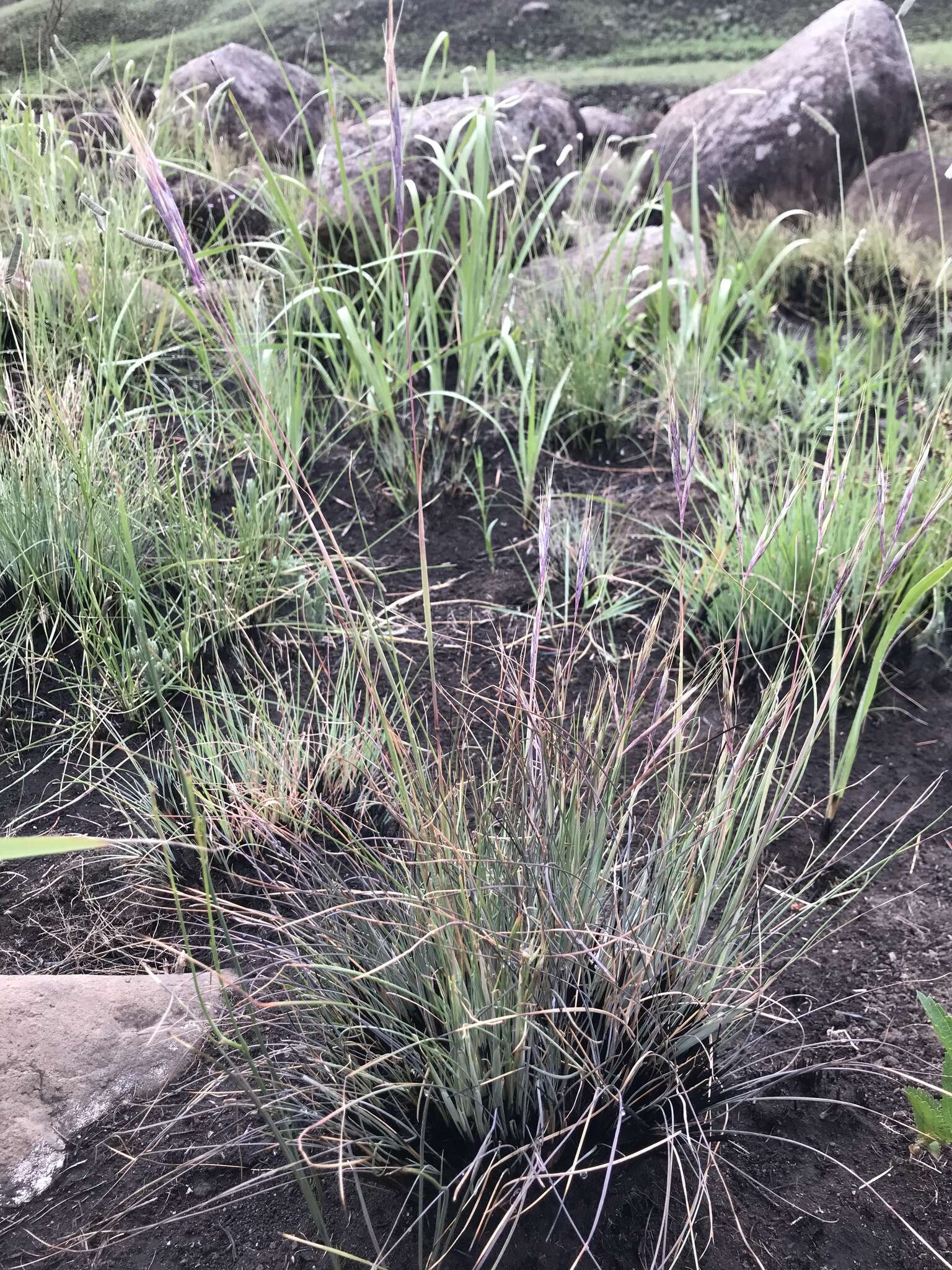 Diheteropogon filifolius (Nees) Clayton resmi