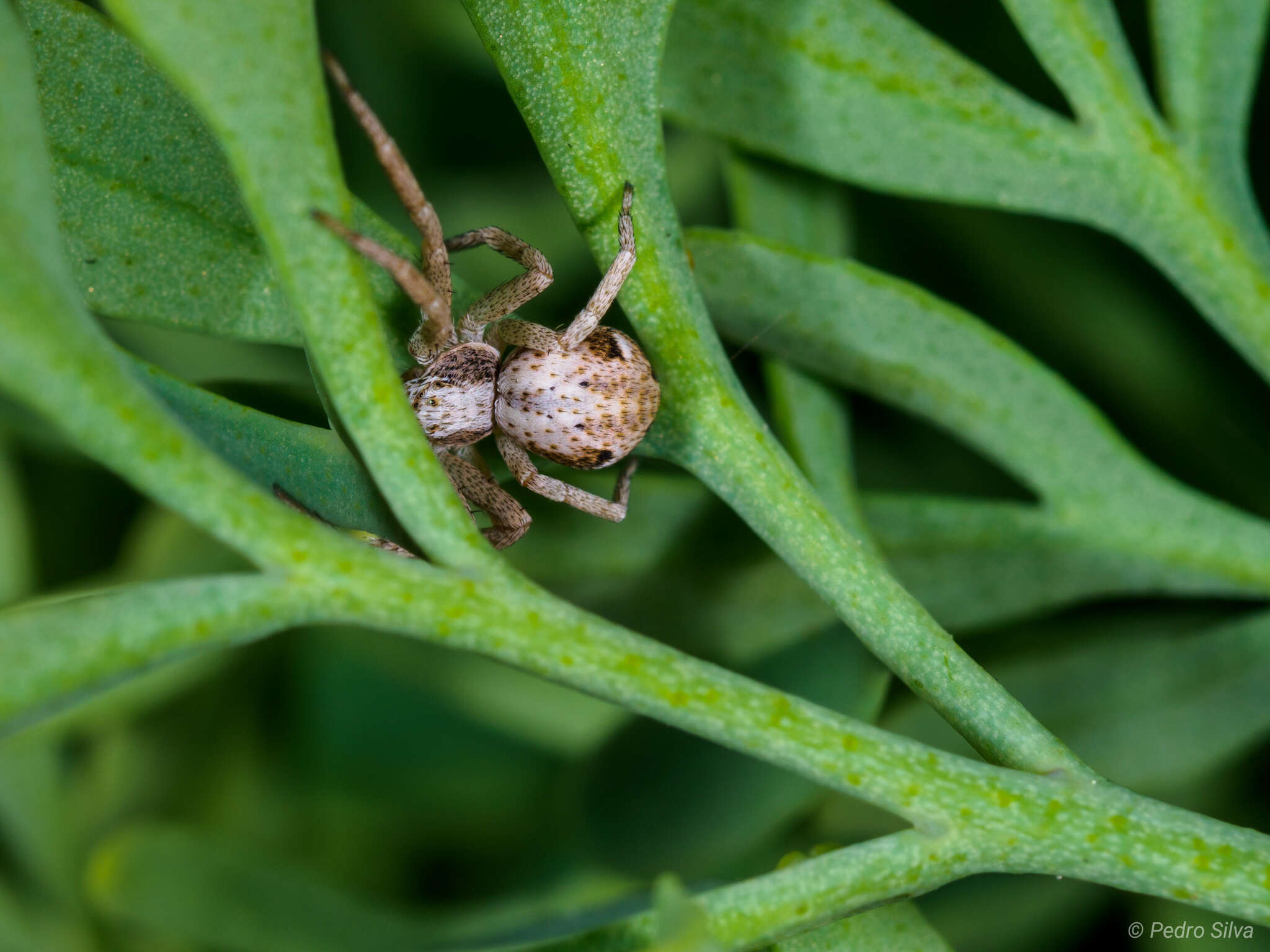 Image of Pulchellodromus pulchellus (Lucas 1846)