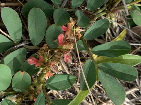 Image of Sorrel Indigo