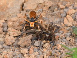 Image of Cryptocheilus australis (Guérin 1830)