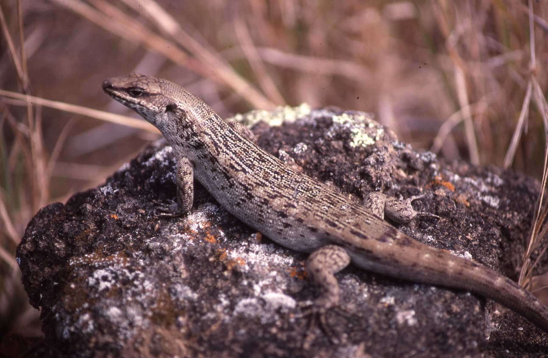 Leiolopisma telfairii (Desjardin 1831) resmi