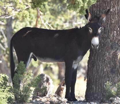 Image of Ass -- Feral donkey