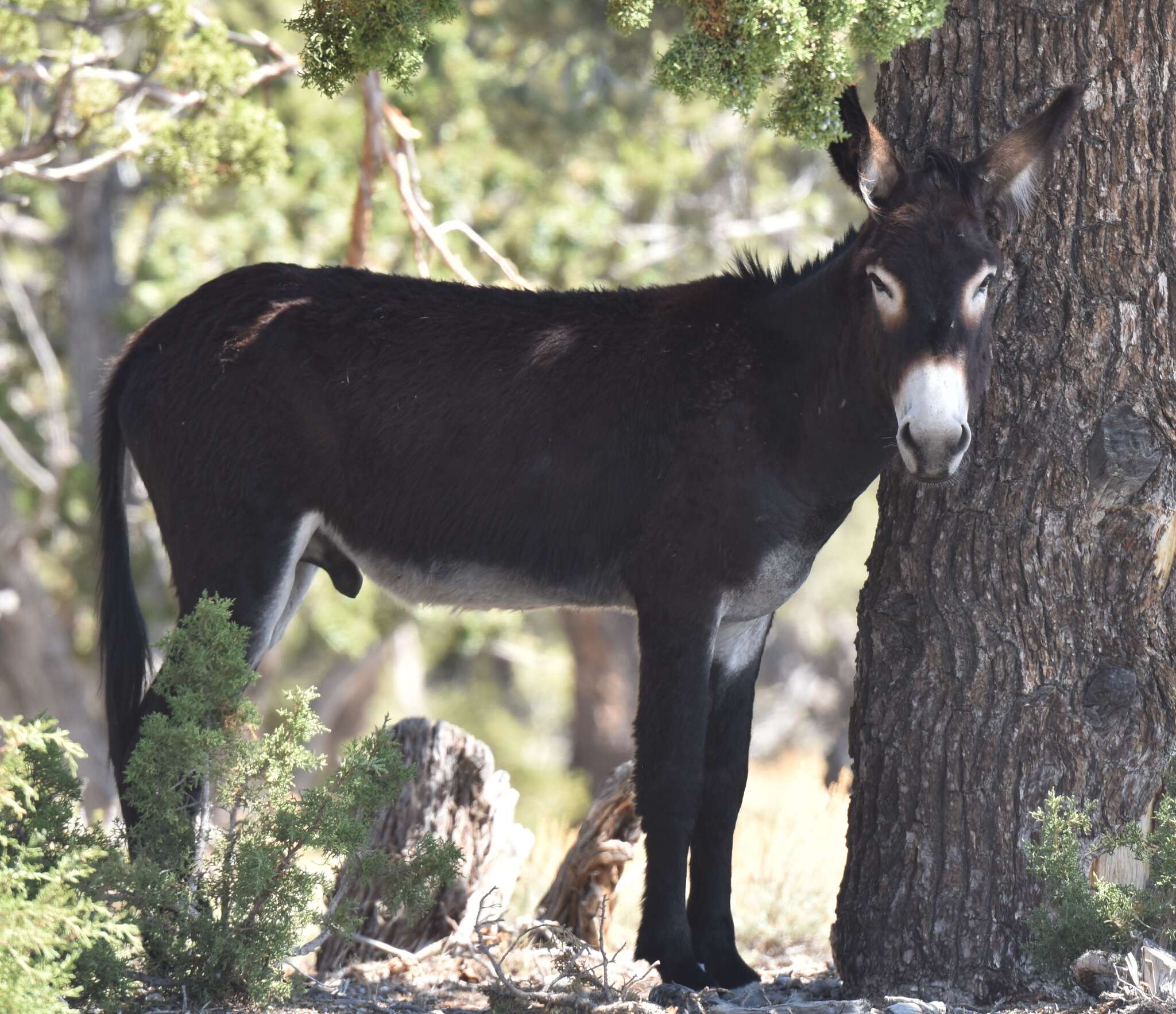 Image of Ass -- Feral donkey