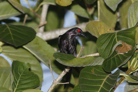 Image of Metallic Starling